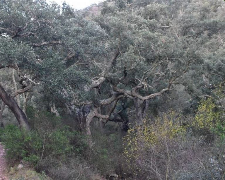 624 LES SURERES D’ALMEDÍXER